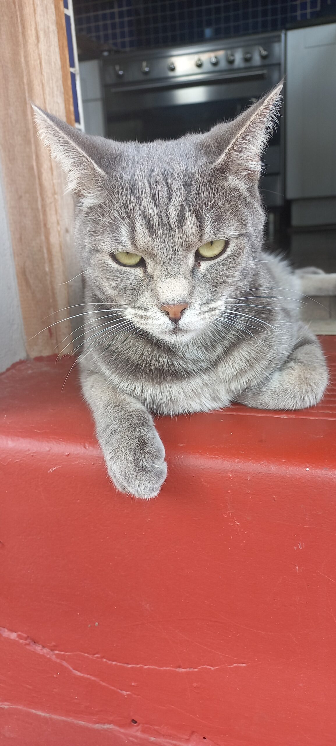 Lincoln and Lucy are Safe And Sound in Cape Town 🇿🇦❤️🐈