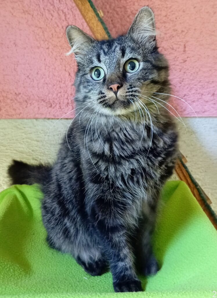 Our VIP (Very Important Pet) guests, on holiday in their luxurious Kitty Cabanas 🐈❤️🐈