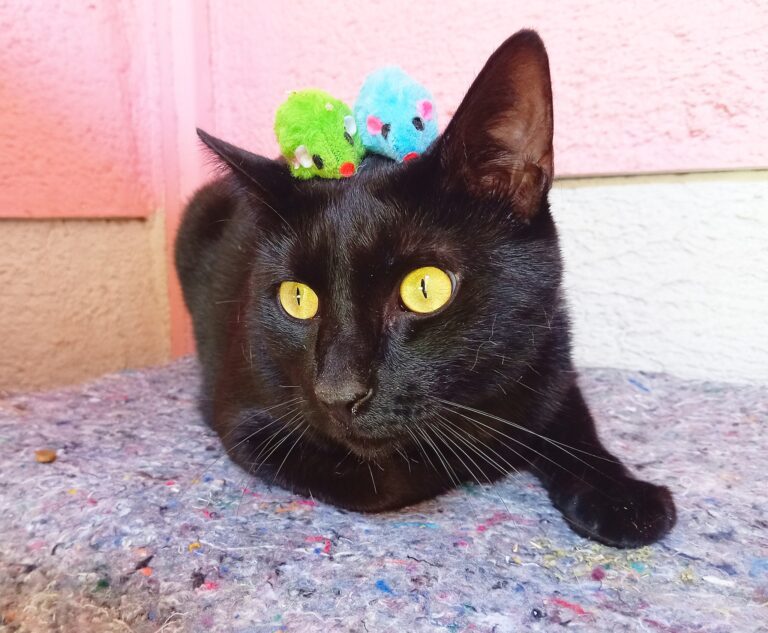 Our VIP (Very Important Pet) guests, on holiday in their luxurious Kitty Cabanas 🐈❤️🐈