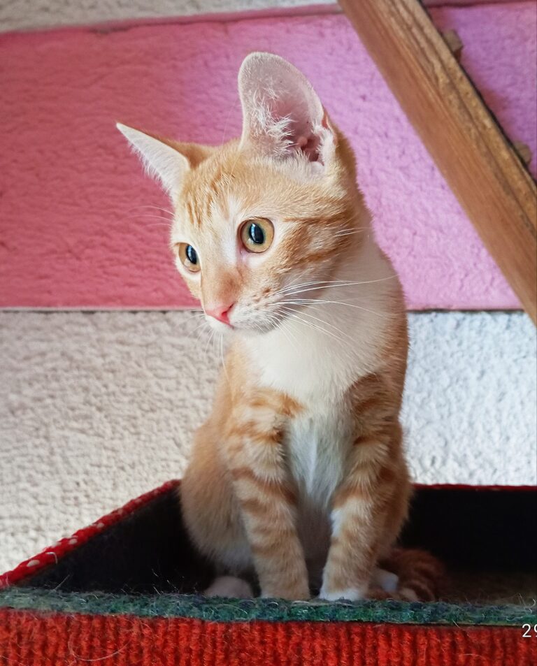 Our VIP (Very Important Pet) guests, on holiday in their luxurious Kitty Cabanas 🐈❤️🐈