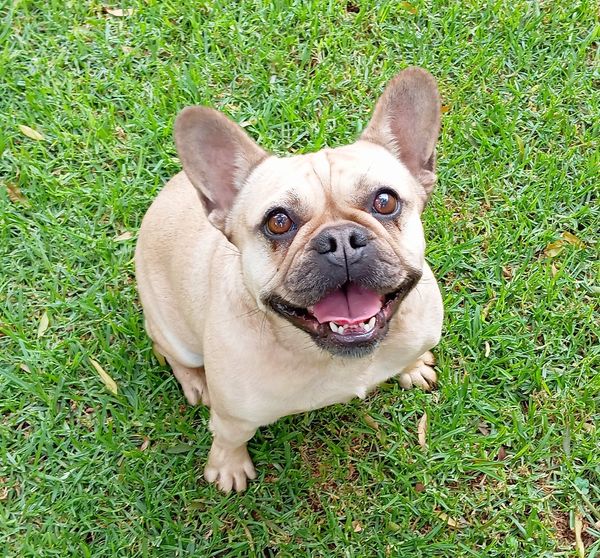 Meet some of our dog VIPs (Very Important Pups), who love their luxurious Forest Log Cabins Keringa-Petwings Pet Boarding Testimonials 1