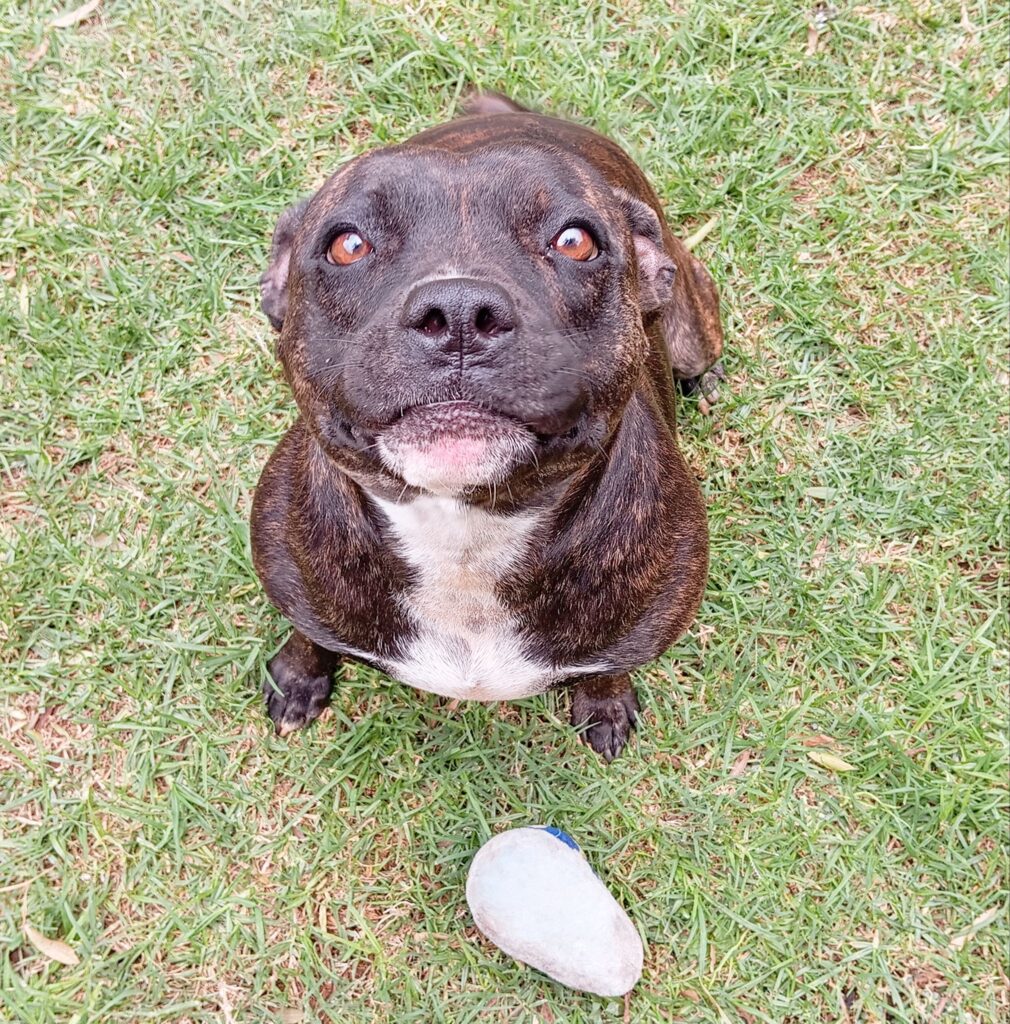 Meet some of our dog VIPs (Very Important Pups), who love their luxurious Forest Log Cabins Keringa-Petwings Pet Boarding Testimonials 2
