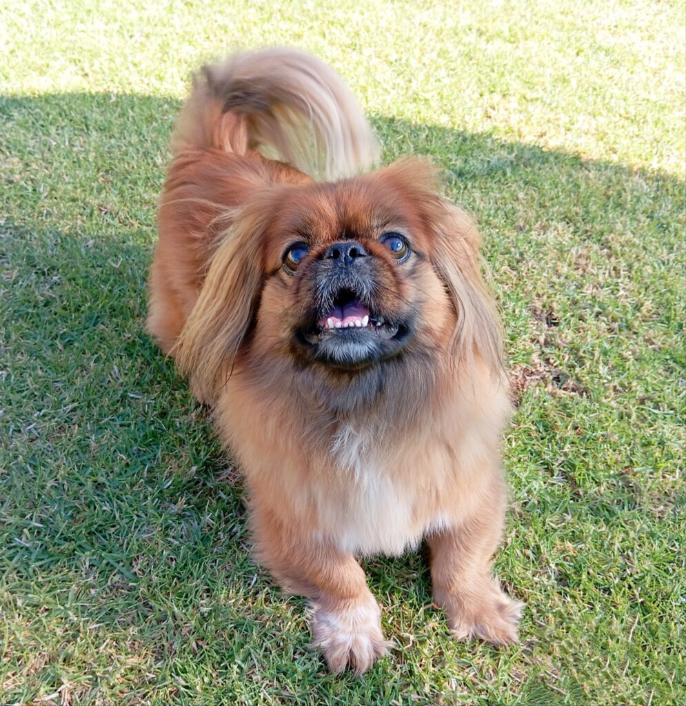 Meet some of our dog VIPs (Very Important Pups), who love their luxurious Forest Log Cabins Keringa-Petwings Pet Boarding Testimonials 3