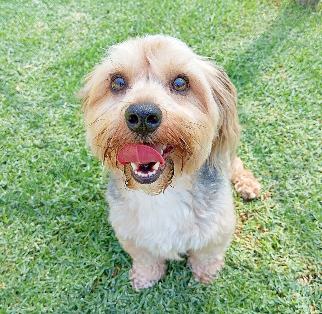 Meet some of our dog VIPs (Very Important Pups), who love their luxurious Forest Log Cabins Keringa-Petwings Pet Boarding Testimonials 4