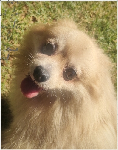 Mia, one of our VIP (Very Important Pet) guests, in boarding at Keringa-Petwings ❤️🐶