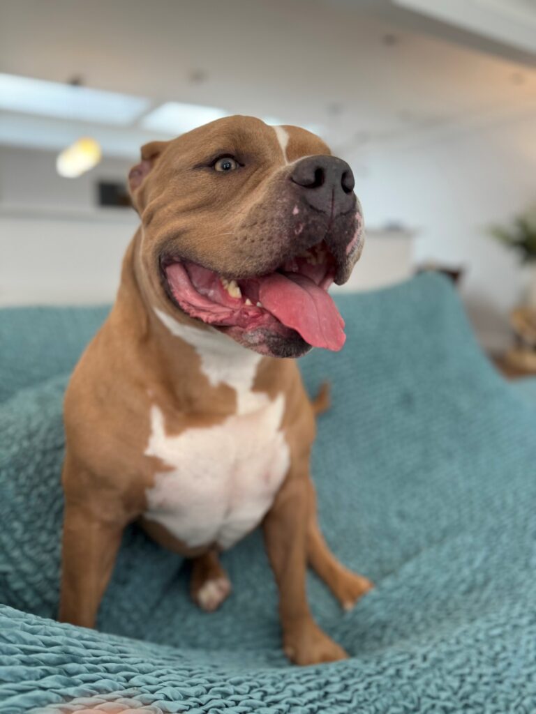 Olive and Benjamin Have Arrived Safely in The UK