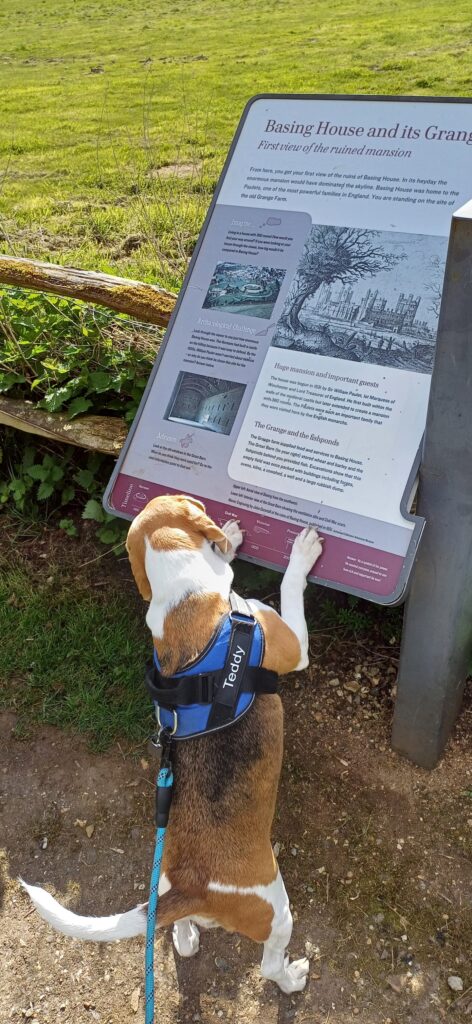 Safe and Sound in the UK – Lots of Sloppy Kisses From Teddy & Bruce! 🐈🇬🇧🐕