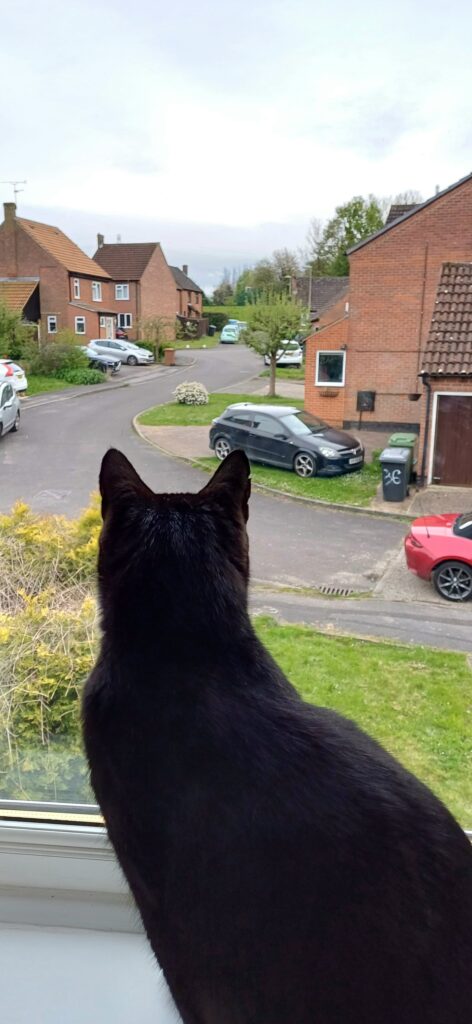 Safe and Sound in the UK – Lots of Sloppy Kisses From Teddy & Bruce! 🐈🇬🇧🐕