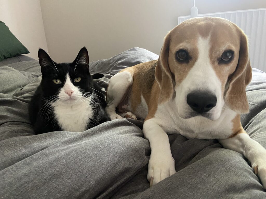 Safe and Sound in the UK – Lots of Sloppy Kisses From Teddy & Bruce! 🐈🇬🇧🐕