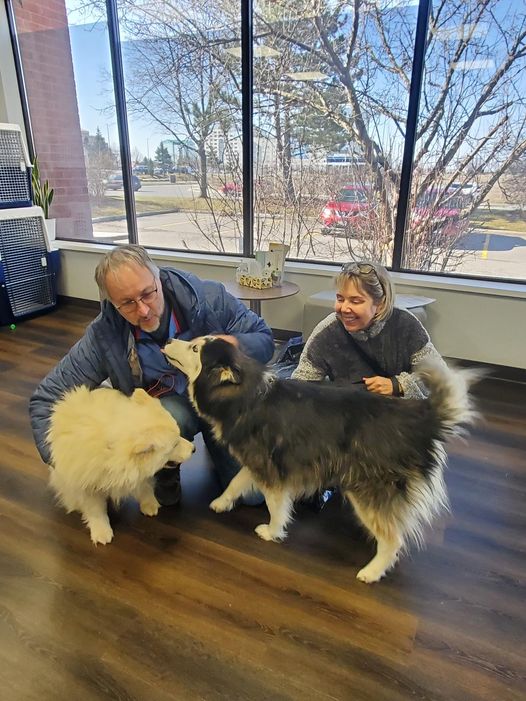 Shelby and Bear Have Arrived Safely in Canada Keringa-Petwings Pet Transport Testimonials