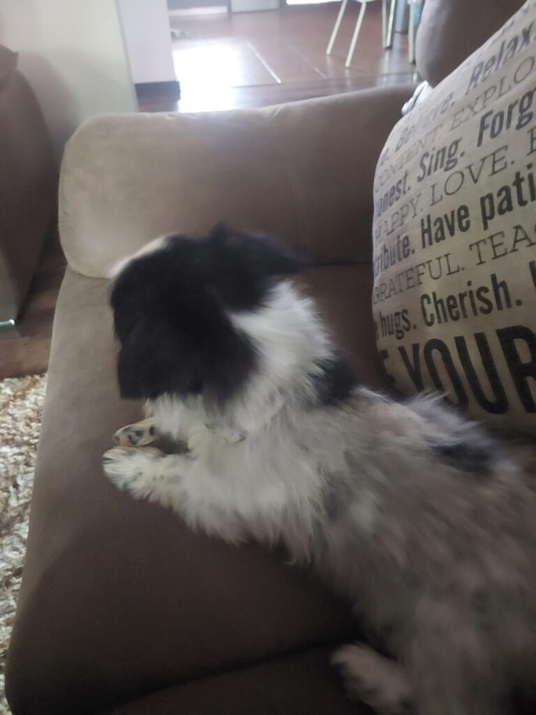 Spark Has Joined His Family in Ndola, Zambia