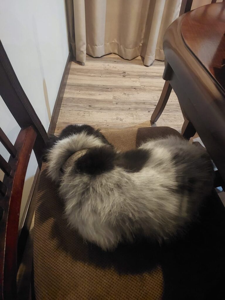 Spark Has Joined His Family in Ndola, Zambia