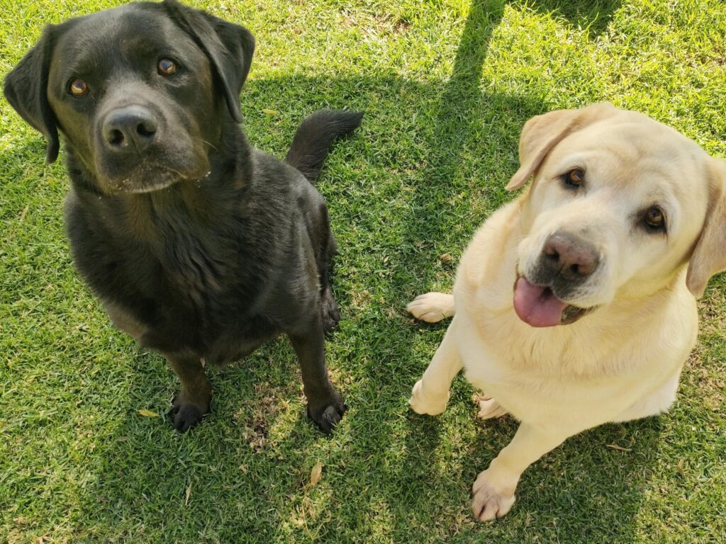 Thank You For Staying at Keringa-Petwings Pele and Sky ❤️🐶