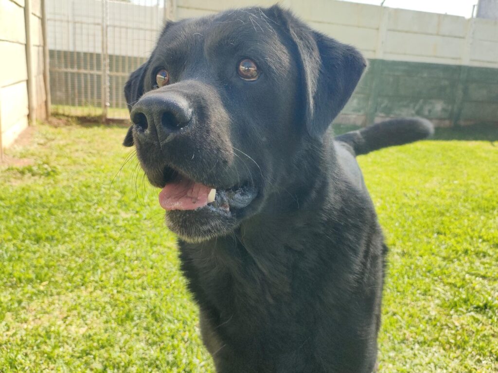 Thank You For Staying at Keringa-Petwings Pele and Sky ❤️🐶