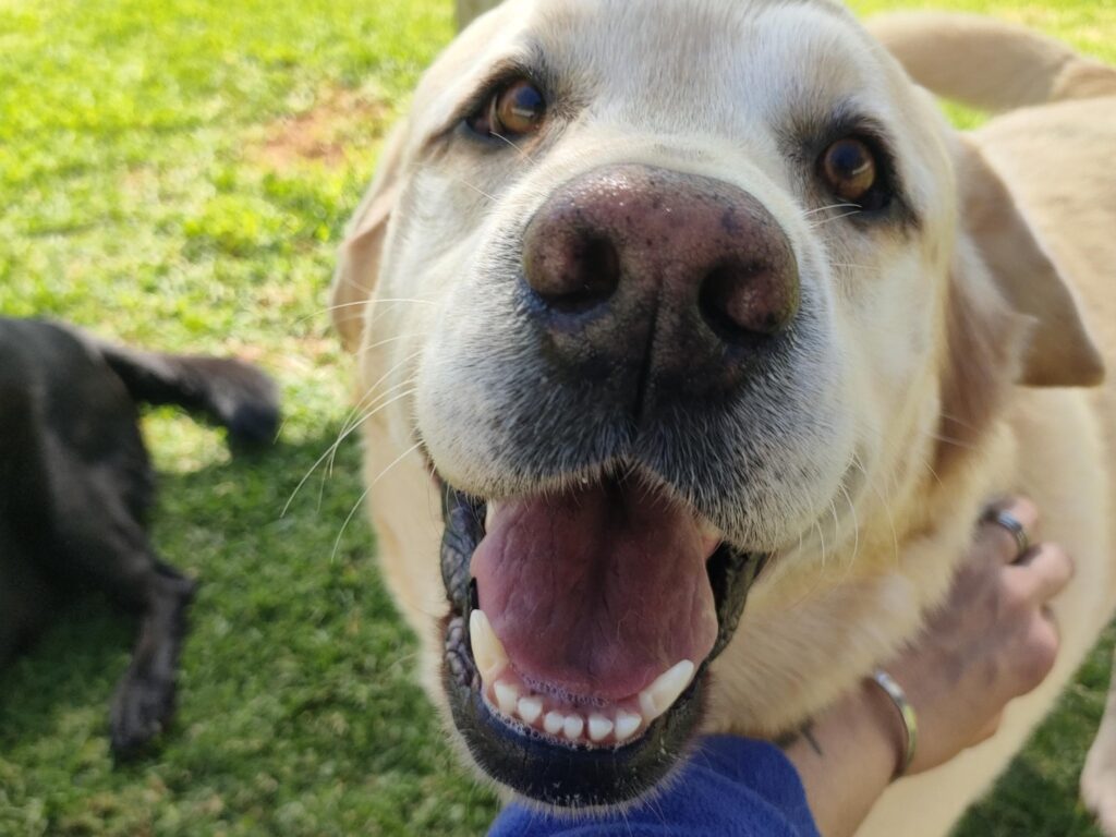 Thank You For Staying at Keringa-Petwings Pele and Sky ❤️🐶