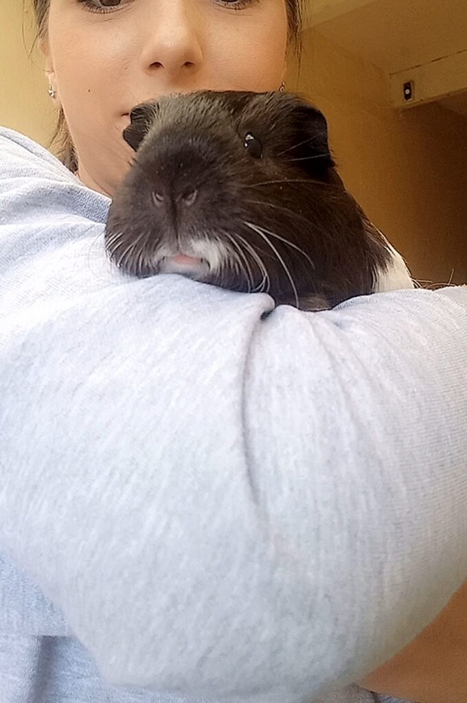 Guinea Pig Pet Transport Testimonial: The 3 Guineas Have Joined Their Family in the UK ❤️🇬🇧