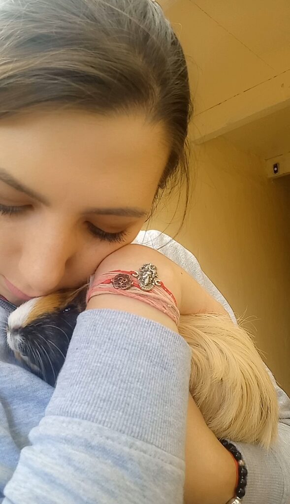 The 3 Guineas Have Joined Their Family in the UK Keringa-Petwings Guinea Pig Pet Transport Testimonials