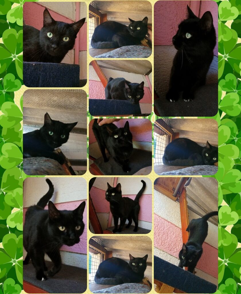 The Two Panther Kitties Have Arrived Safely in the UK (after staying at Keringa-Petwings for a while)