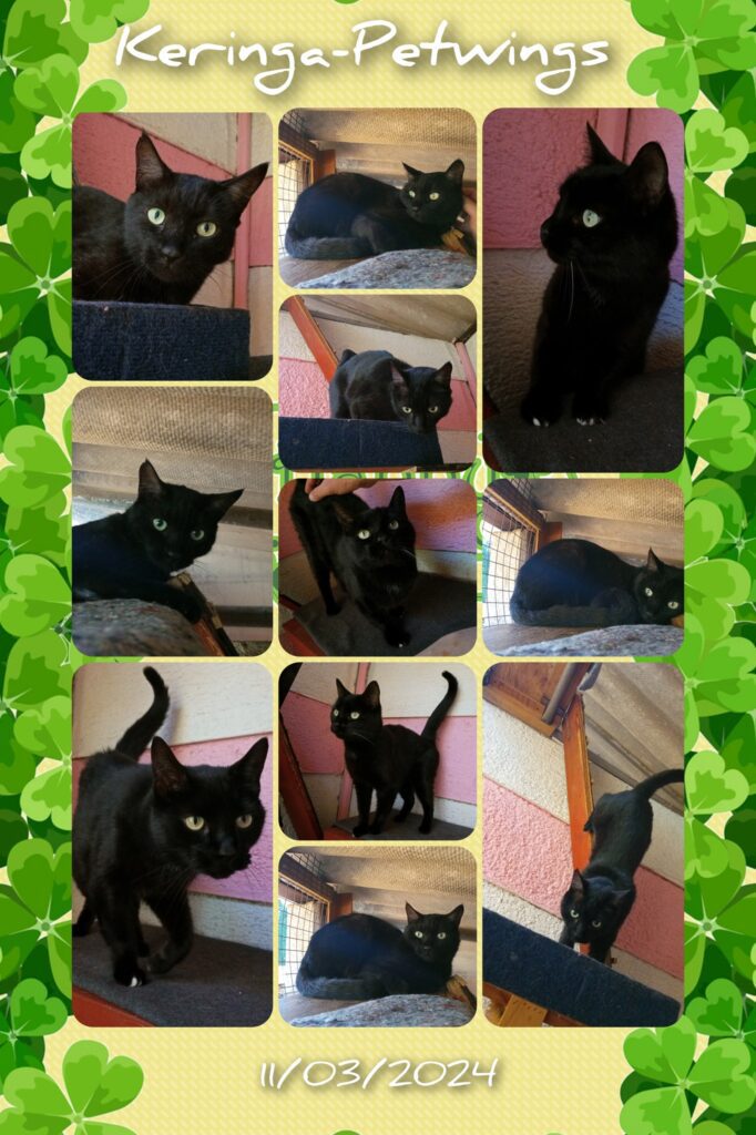 The Two Panther Kitties Have Arrived Safely in the UK (after staying at Keringa-Petwings for a while)