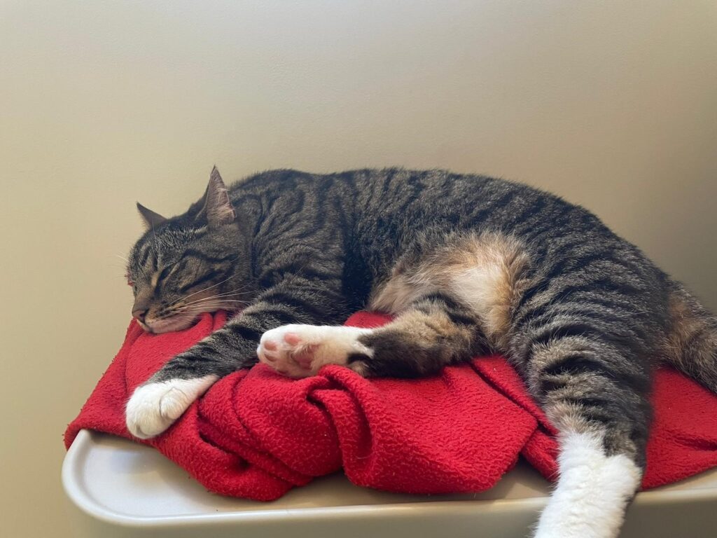 Anabelle is Loving Australia