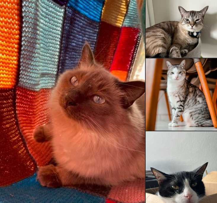 Baltimore, Simba, Koda, and Luna Have Arrived Safely in the UK ❤️🐈🇬🇧