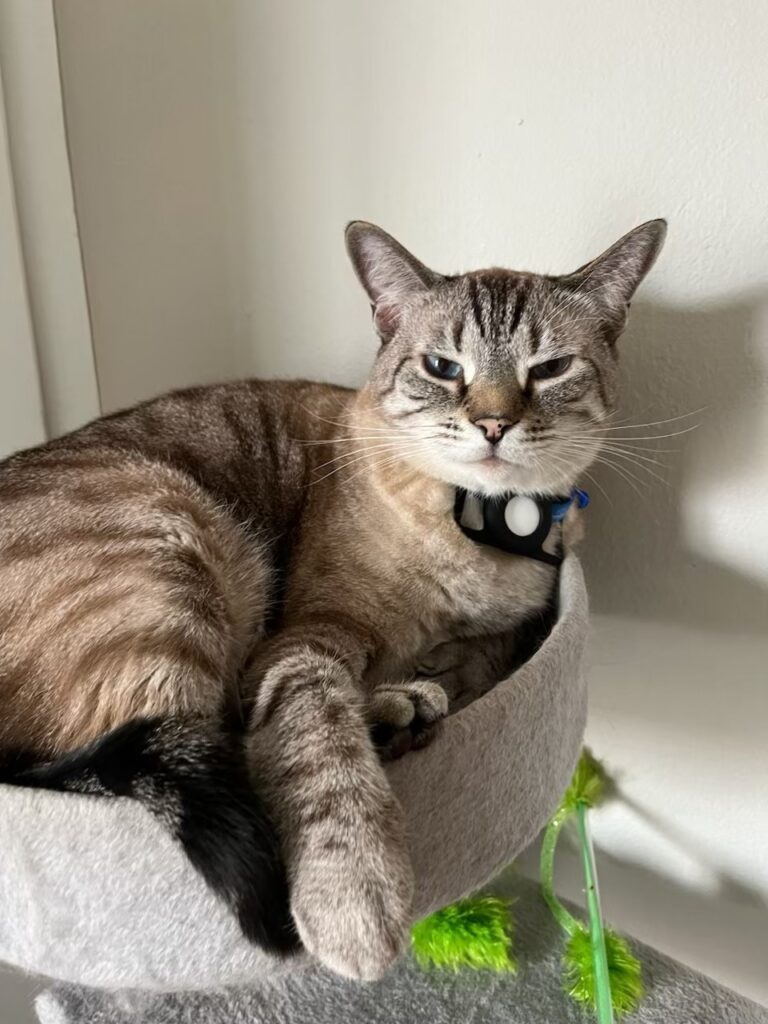 Baltimore, Simba, Koda, and Luna Have Arrived Safely in the UK ❤️🐈🇬🇧