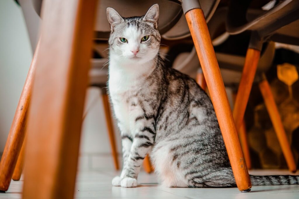 Baltimore, Simba, Koda, and Luna Have Arrived Safely in the UK ❤️🐈🇬🇧