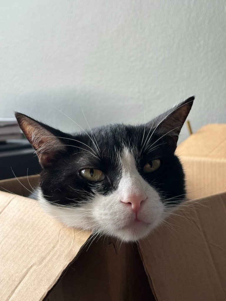 Baltimore, Simba, Koda, and Luna Have Arrived Safely in the UK ❤️🐈🇬🇧