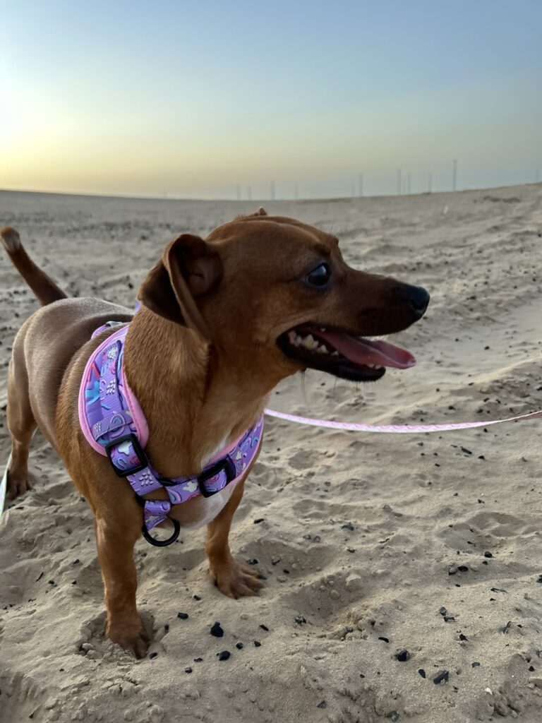 Bloeme, Thinkie, and Fleur Have Arrived Safely in Dubai