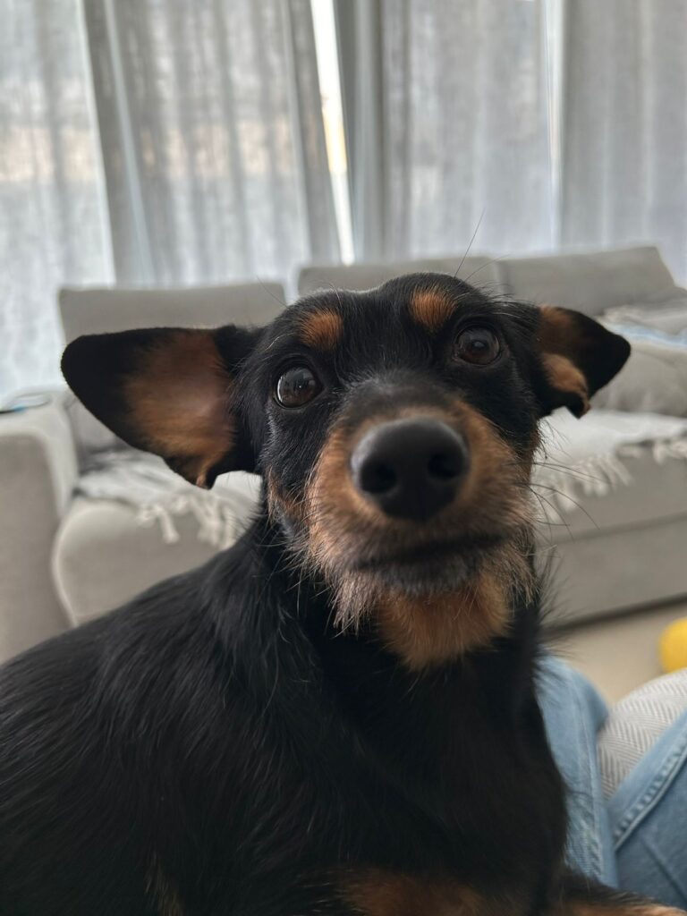 Bloeme, Thinkie, and Fleur Have Arrived Safely in Dubai