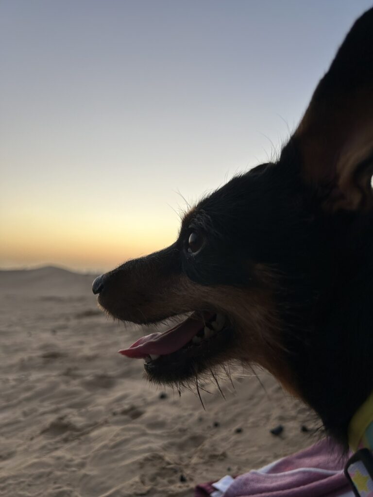 Bloeme, Thinkie, and Fleur Have Arrived Safely in Dubai