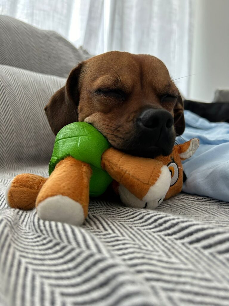 Bloeme, Thinkie, and Fleur Have Arrived Safely in Dubai