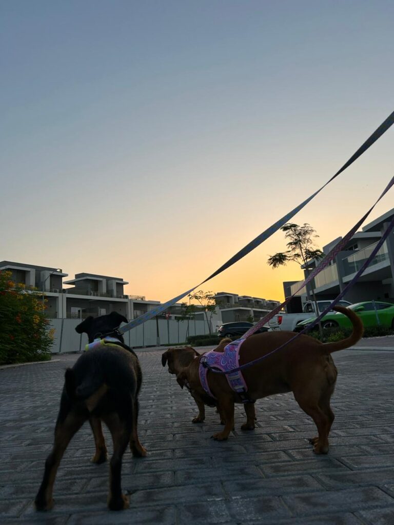 Bloeme, Thinkie, and Fleur Have Arrived Safely in Dubai