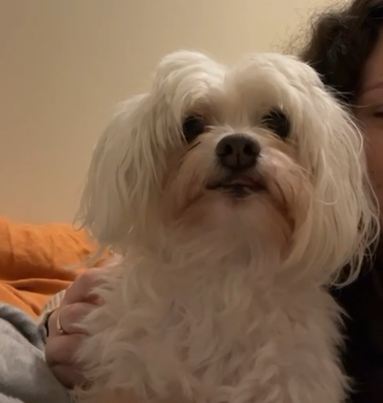 Candy Has Completed Her Australian Quarantine and is Back With Her Family ❤️🐶🇦🇺