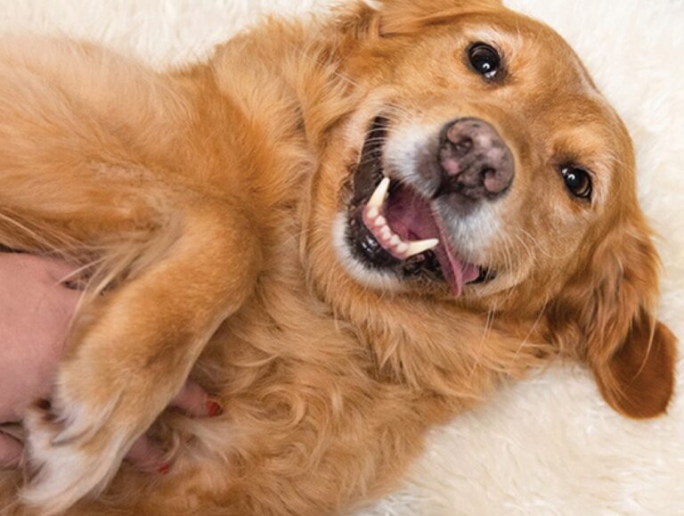 We Love Your Focus on Senior "Petizens" Harmelia Animal Clinic ❤