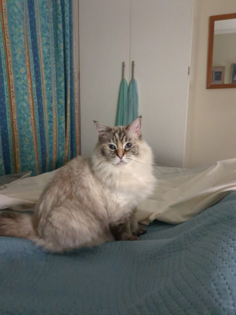 Imported From South Korea to South Africa – Madison Has Joined Her Family