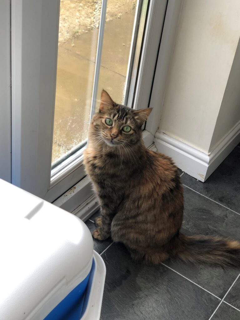 Kitty Has Arrived Safely in the United Kingdom 🐈❤️🇬🇧