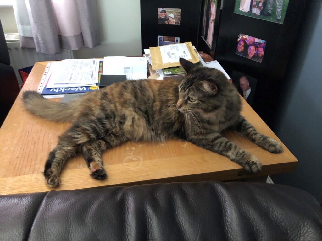 Kitty Has Arrived Safely in the United Kingdom 🐈❤️🇬🇧