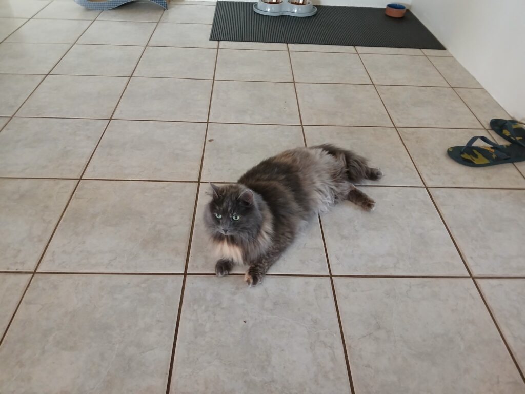 Luna and Hanzo Have Joined Their Family in Australia (Quarantine Done and Dusted!)