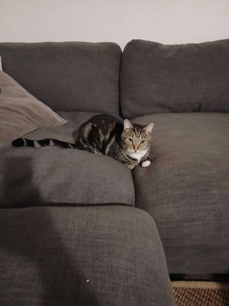 Luna and Hanzo Have Joined Their Family in Australia (Quarantine Done and Dusted!)