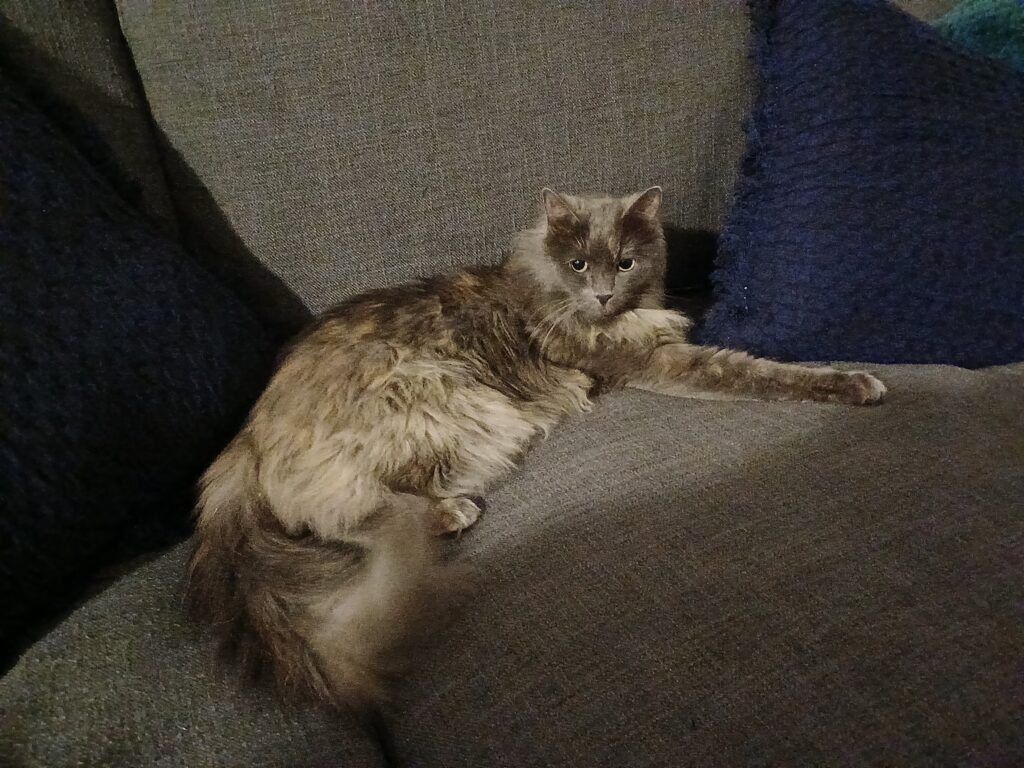 Luna and Hanzo Have Joined Their Family in Australia (Quarantine Done and Dusted!)