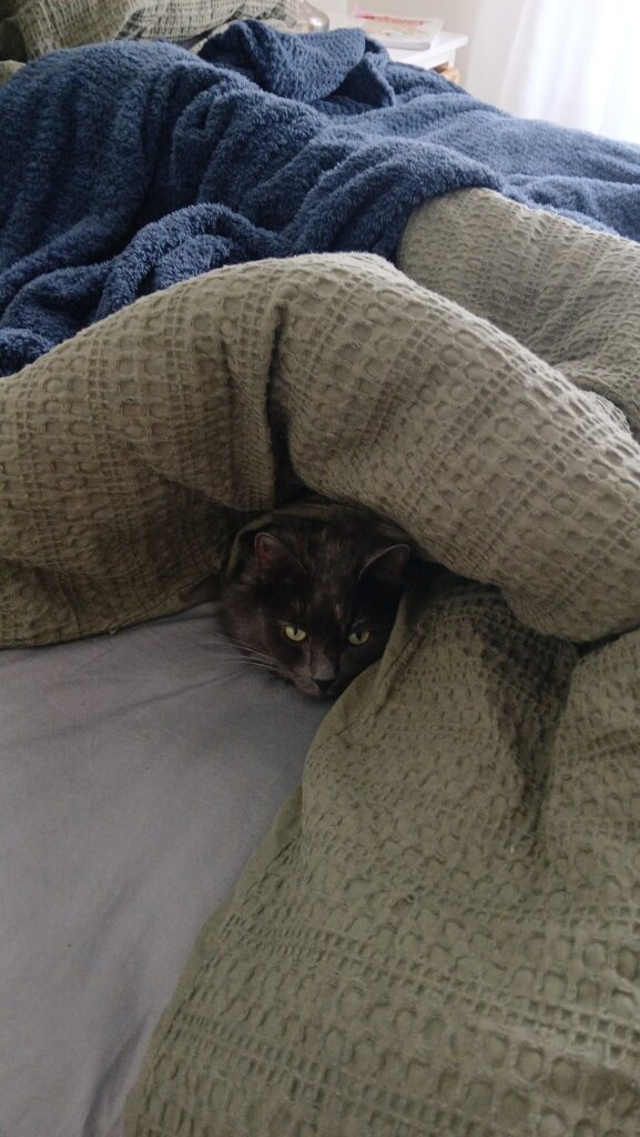 Luna and Hanzo Have Joined Their Family in Australia (Quarantine Done and Dusted!)