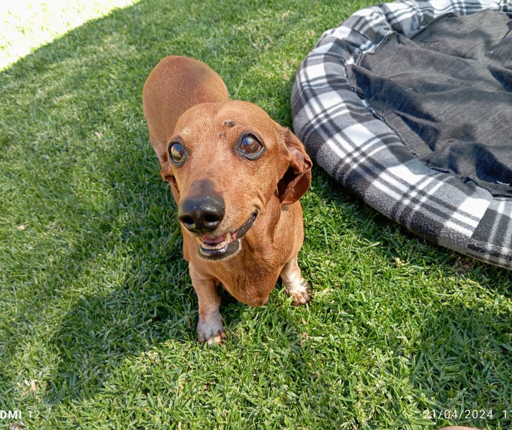 Meet Nala and Mia, Who Spent a Month at Keringa-Petwings 🐶❤️🏡