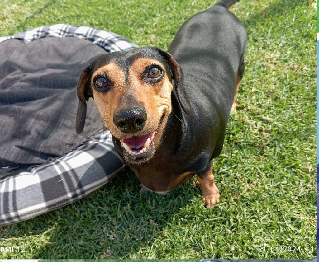 Meet Nala and Mia, Who Spent a Month at Keringa-Petwings 🐶❤️🏡