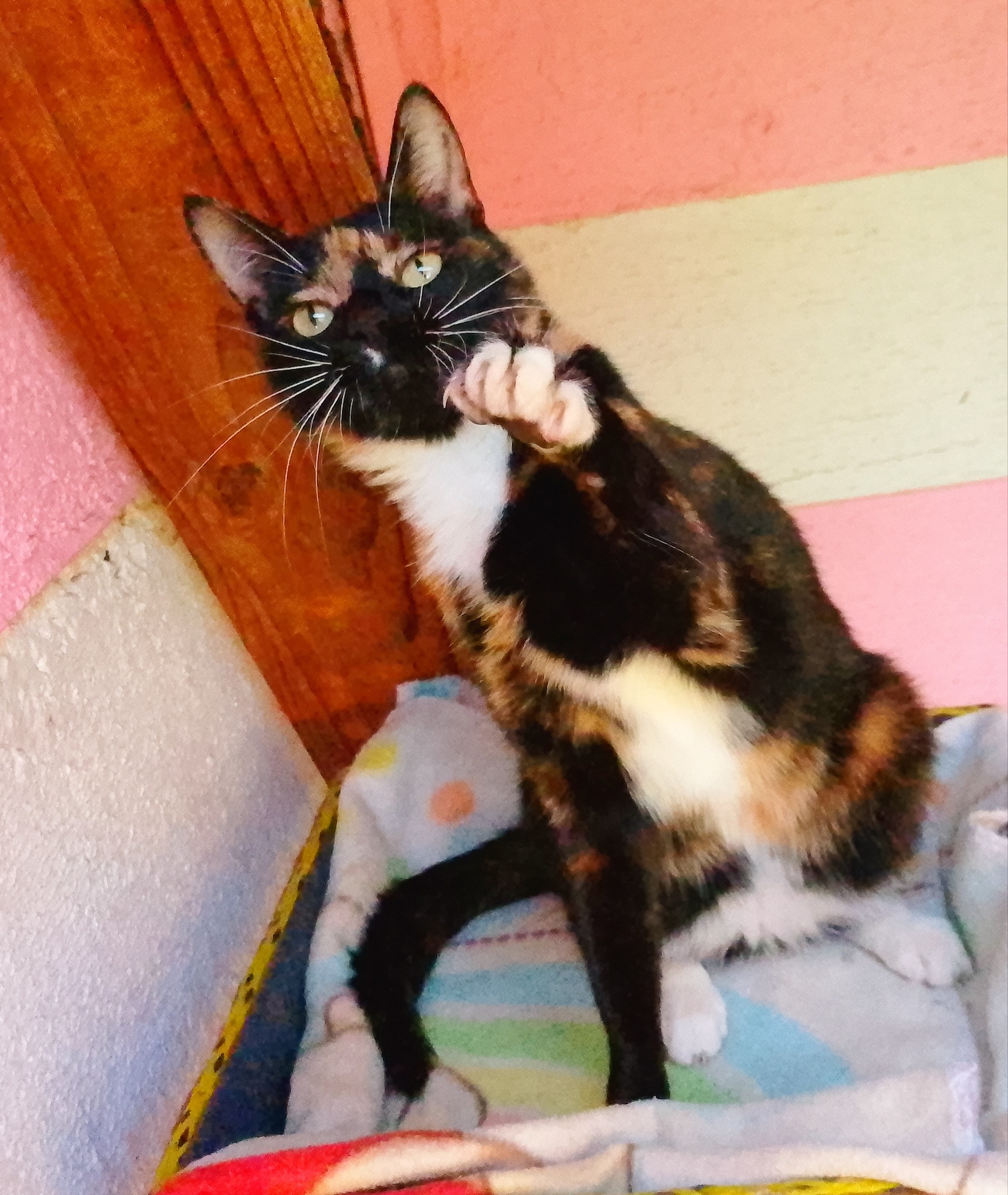 Meet Réglisse, who is spending some time at Keringa-Petwings before flying off to France ❤ 🇫🇷🐈