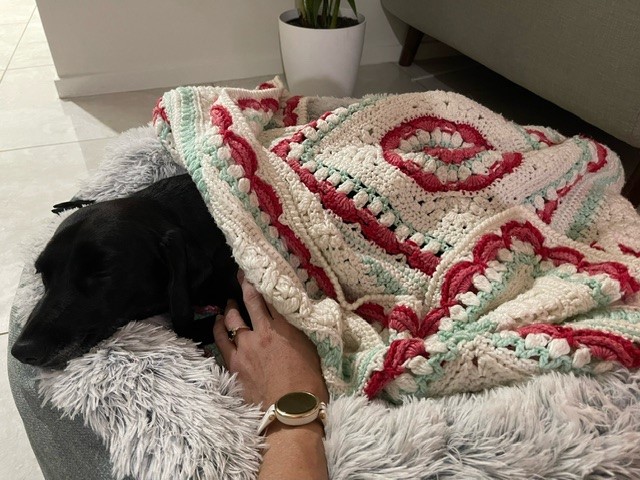 Milo and Sage Have Arrived Safely in Australia 🐕❤️🇦🇺