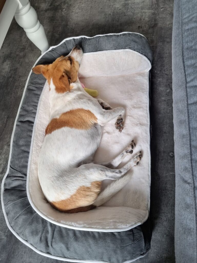 Neelsie and Splinter Have Arrived Safely in the Netherlands 🐕❤️🇳🇱