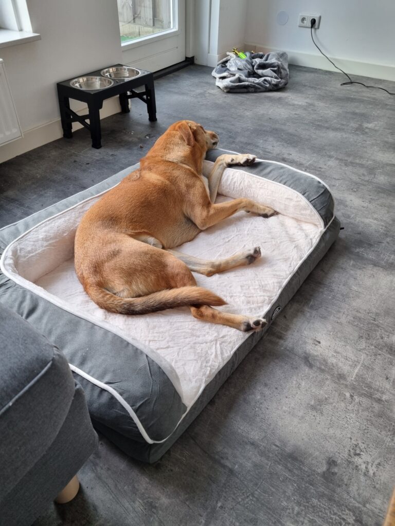 Neelsie and Splinter Have Arrived Safely in the Netherlands 🐕❤️🇳🇱