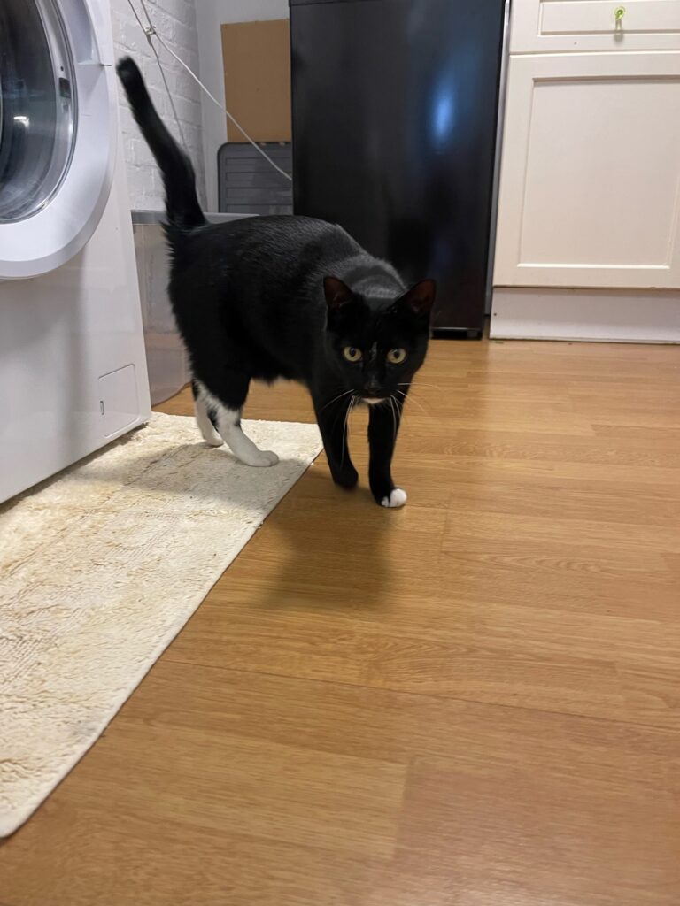 Ollie And Kai Have Joined Their Family in The United Kingdom