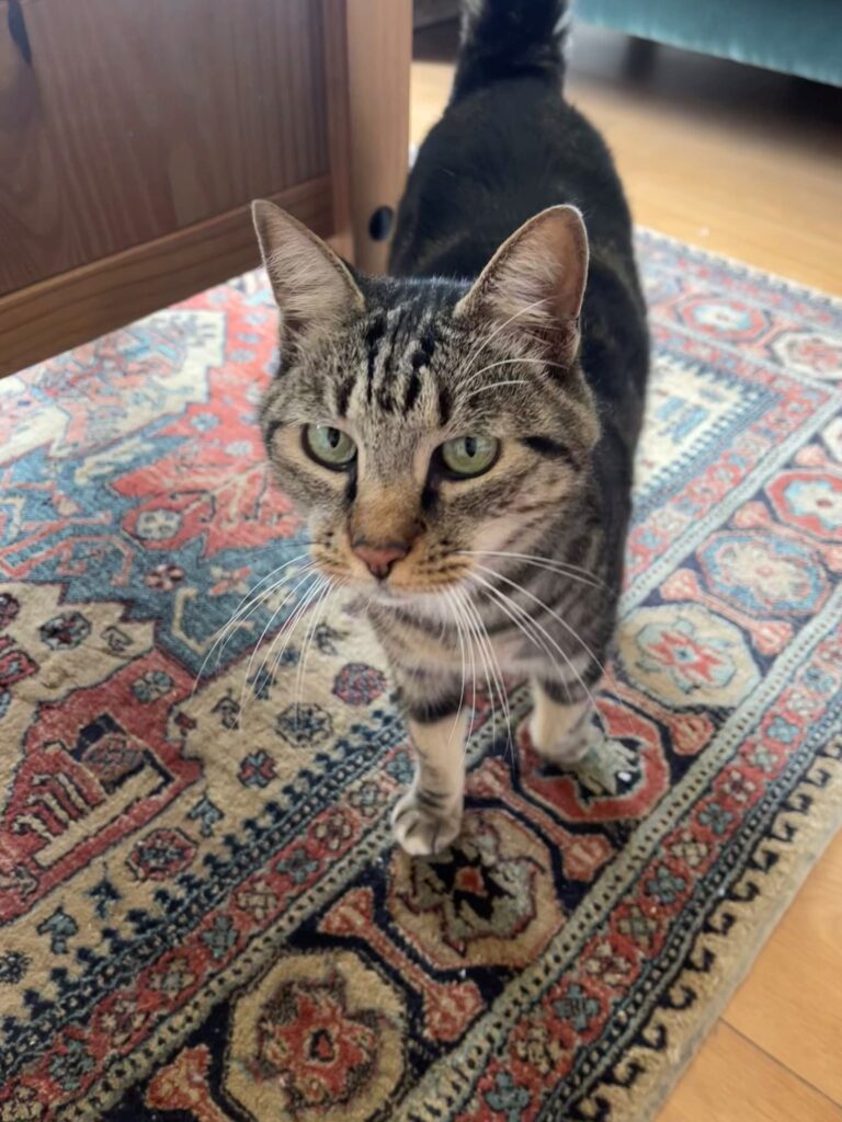 Ollie And Kai Have Joined Their Family in The United Kingdom